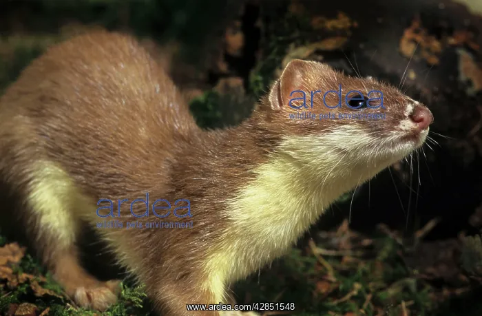 : Ermine / Short-tailed Weasel / Stoat : Ermine / Short-tailed Weasel / Stoat