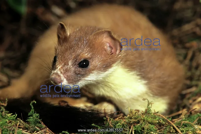 : Ermine / Short-tailed Weasel / Stoat : Ermine / Short-tailed Weasel / Stoat