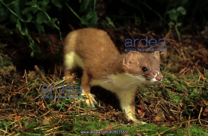 : Ermine / Short-tailed Weasel / Stoat : Ermine / Short-tailed Weasel / Stoat