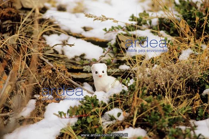 : Ermine / Short-tailed Weasel / Stoat : Ermine / Short-tailed Weasel / Stoat