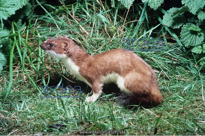 : Ermine / Short-tailed Weasel / Stoat : Ermine / Short-tailed Weasel / Stoat