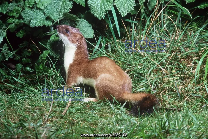 : Ermine / Short-tailed Weasel / Stoat : Ermine / Short-tailed Weasel / Stoat