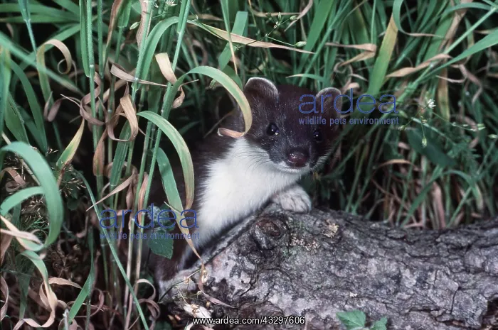 : Ermine / Short-tailed Weasel / Stoat : Ermine / Short-tailed Weasel / Stoat