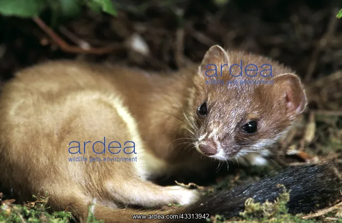 : Ermine / Short-tailed Weasel / Stoat - curled, facing : Ermine / Short-tailed Weasel / Stoat - curled, facing