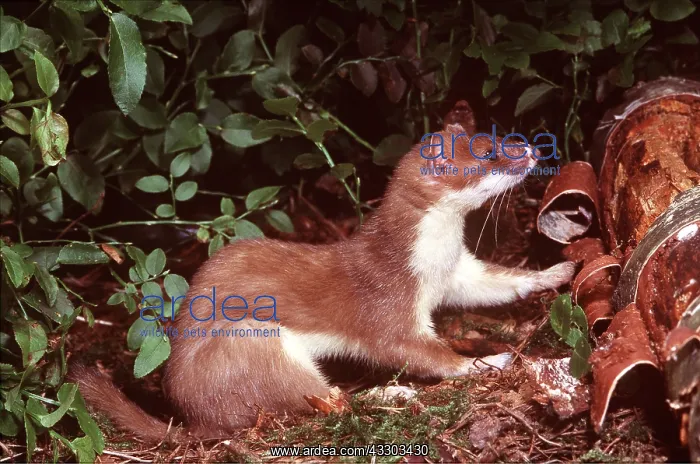 : Ermine / Short-tailed Weasel / Stoat - stripping tree bark : Ermine / Short-tailed Weasel / Stoat - stripping tree bark