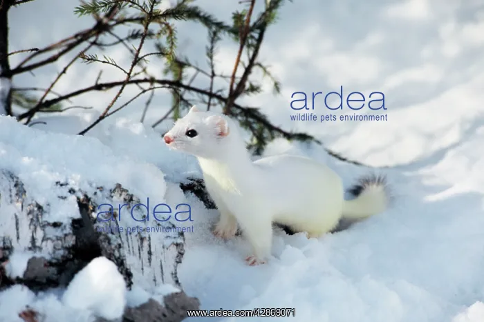 : Ermine / Short-tailed Weasel / Stoat - winter : Ermine / Short-tailed Weasel / Stoat - winter