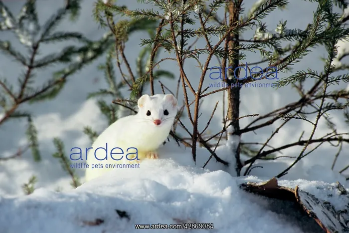 : Ermine / Short-tailed Weasel / Stoat - winter : Ermine / Short-tailed Weasel / Stoat - winter