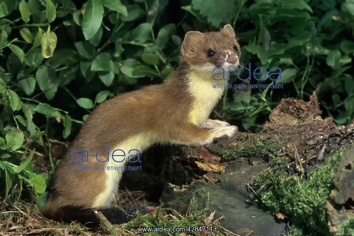 : Ermine or Stoat : Ermine or Stoat