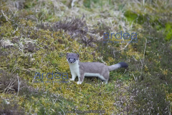 : Ermine, Stoat - adult - Germany