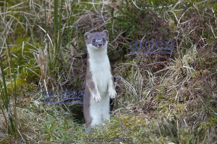  : Ermine, Stoat - adult - Germany