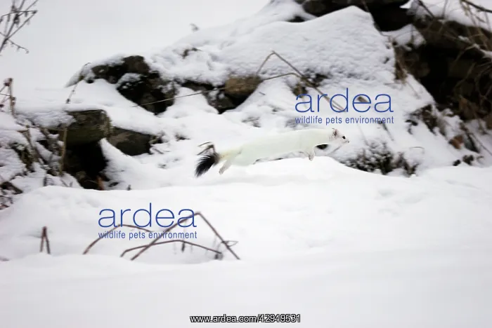: Ermine / Stoat / Short-tailed weasel - running through snow : Ermine / Stoat / Short-tailed weasel - running through snow