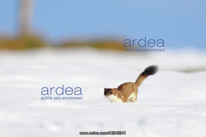 : Ermine / Stoat / Short-tailed weasel - running through snow : Ermine / Stoat / Short-tailed weasel - running through snow