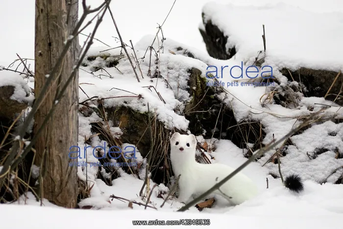  : Ermine  /  Stoat  /  Short-tailed weasel - in snow - January