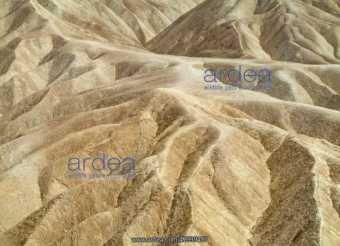 : Eroded badlands at Gower Gulch seen from Zabriskie : Eroded badlands at Gower Gulch seen from Zabriskie