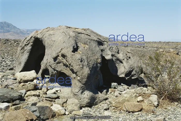 : Eroded Basalt Rock : Eroded Basalt Rock