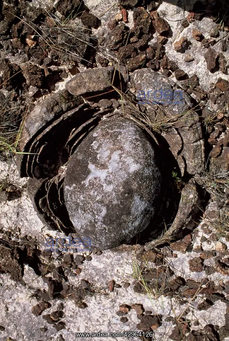 : Eroded granite near Mount Roraima : Eroded granite near Mount Roraima