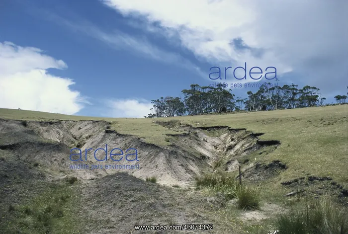 : Eroded Gully, Tasmania : Eroded Gully, Tasmania