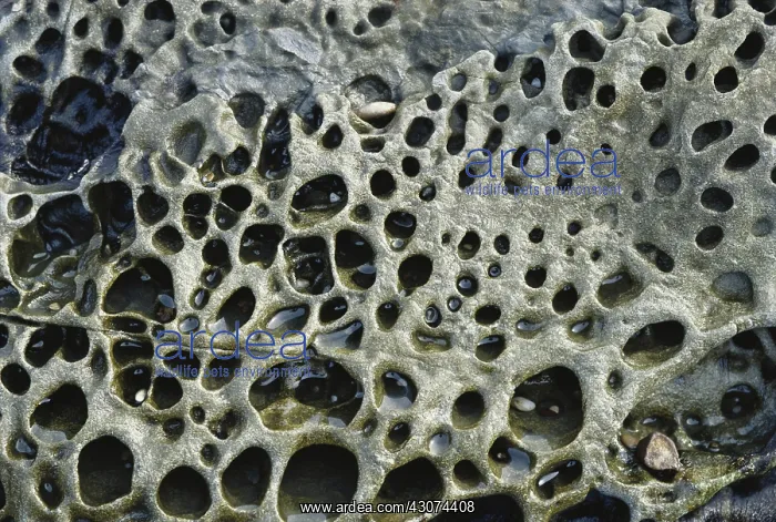 : Eroded Rock, Pacific Shore : Eroded Rock, Pacific Shore
