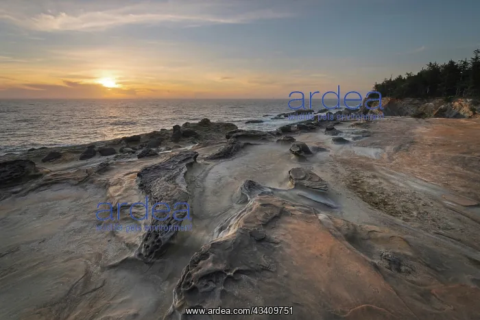 : Eroded sandstone concretions and formations at Shore : Eroded sandstone concretions and formations at Shore