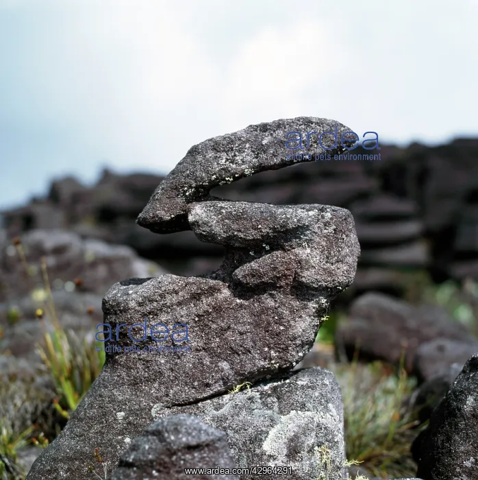 : Eroded sandstone rockshape on summit of Mount Kukenaam : Eroded sandstone rockshape on summit of Mount Kukenaam