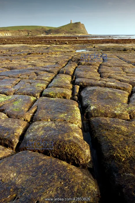 : Eroded wave-cut platform - low tide : Eroded wave-cut platform - low tide