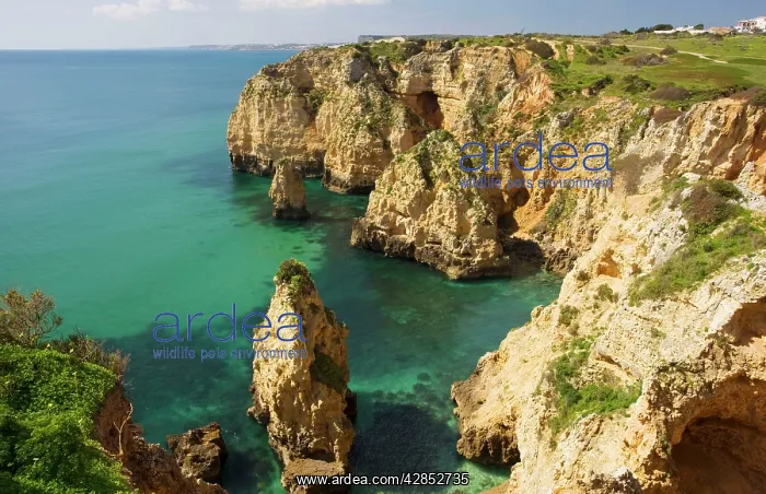 : Eroding cliffs, stacks and islets at Ponta da Piedade : Eroding cliffs, stacks and islets at Ponta da Piedade