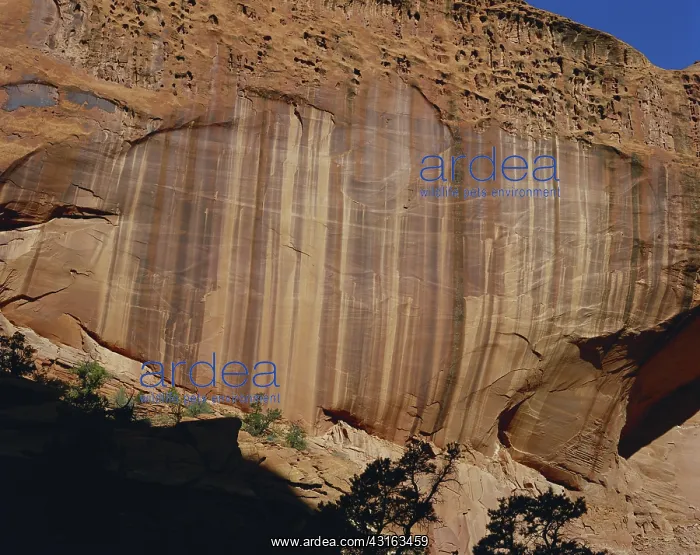 : Eroding Sandstone Cliff : Eroding Sandstone Cliff