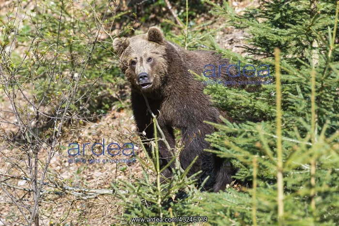 : Eropean Brown Bear - peering from between vegetation : Eropean Brown Bear - peering from between vegetation