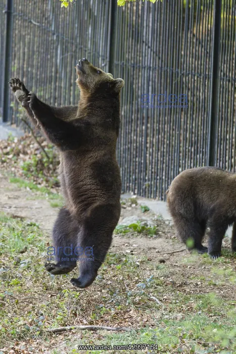 : Eropean Brown Bear - two year old cub, leaping up : Eropean Brown Bear - two year old cub, leaping up