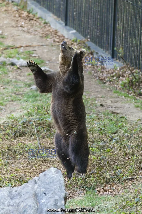 : Eropean Brown Bear - two year old cub, leaping up : Eropean Brown Bear - two year old cub, leaping up