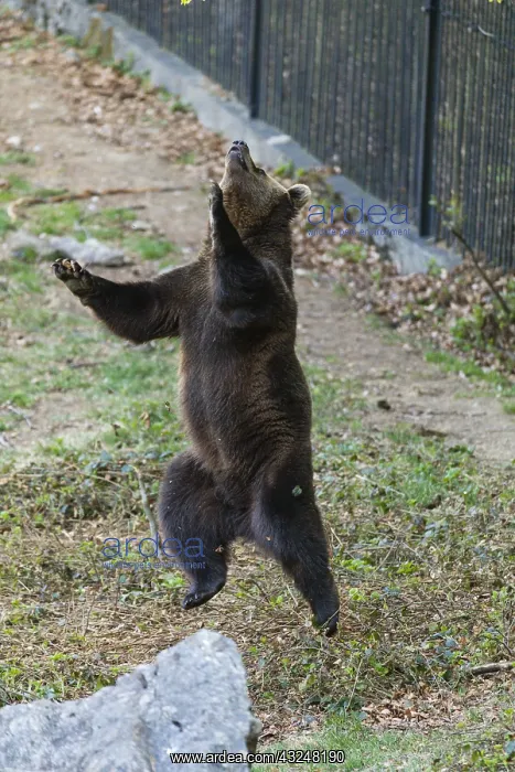 : Eropean Brown Bear - two year old cub, leaping up : Eropean Brown Bear - two year old cub, leaping up