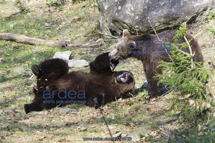 : Eropean Brown Bear - two young bears playing, Bavarian : Eropean Brown Bear - two young bears playing, Bavarian