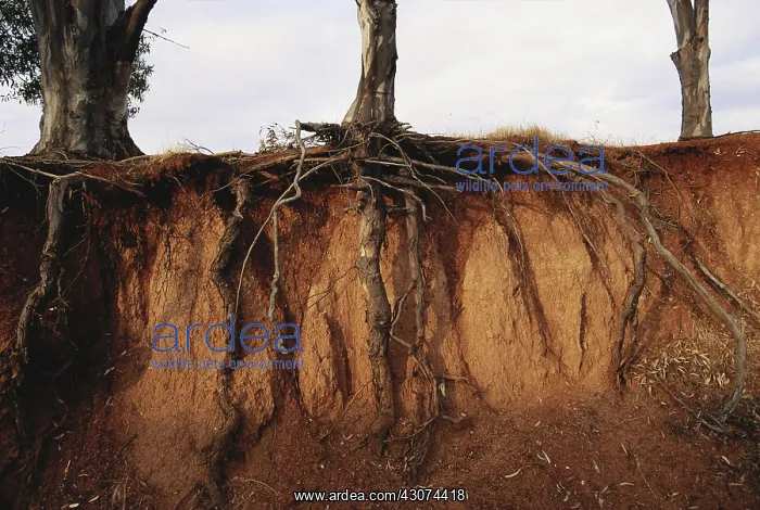 : Erosion. Gully erosion on cleared farmland exposes tree roots; South Australia : Erosion. Gully erosion on cleared farmland exposes tree roots; South Australia