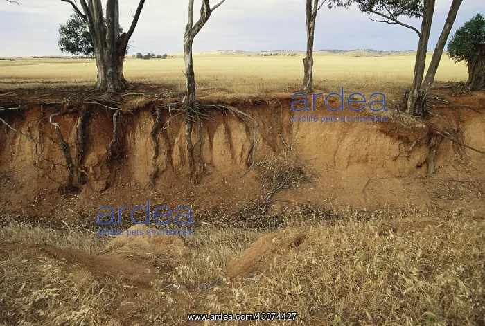 : Erosion. Gully erosion on cleared farmland exposes tree roots; South Australia : Erosion. Gully erosion on cleared farmland exposes tree roots; South Australia