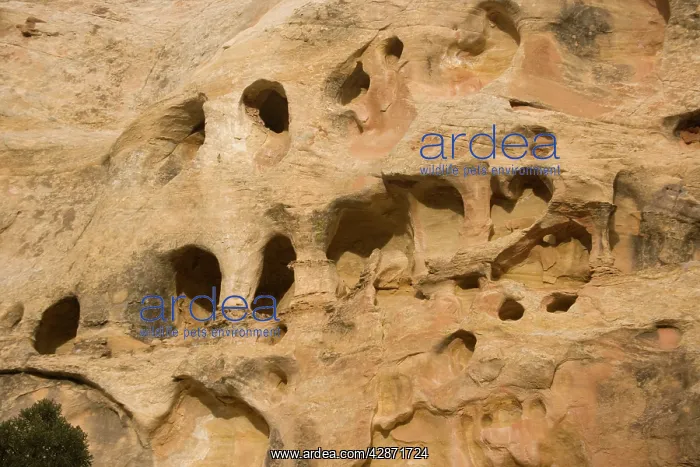 : Erosion holes in sandstone cliff : Erosion holes in sandstone cliff