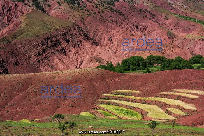 : Erosion landscape with small fields, Ait Bouguemez : Erosion landscape with small fields, Ait Bouguemez