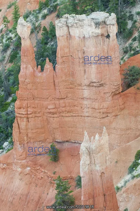 : Erosion in progress, Bryce canyon national park, Utah, USA : Erosion in progress, Bryce canyon national park, Utah, USA