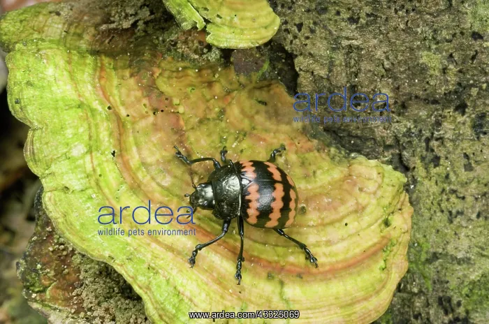 : Erotylid beetle on Fungus : Erotylid beetle on Fungus