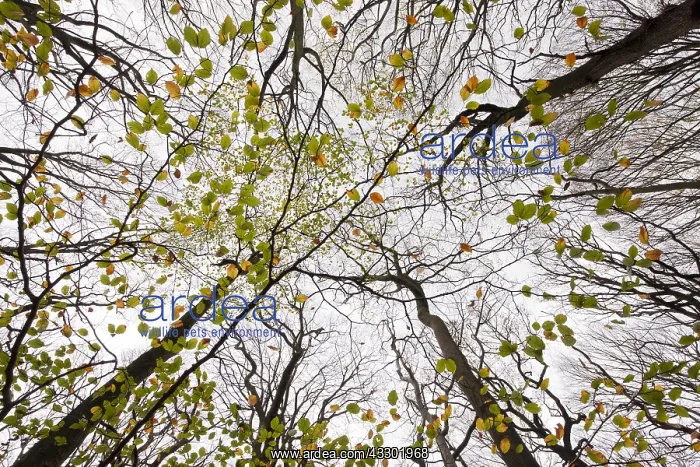 : Erupean Beech (Fagus sylvatica) trees from the : Erupean Beech (Fagus sylvatica) trees from the