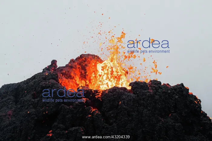 : Erupting volcano with lava, close-up, Fagradalsfjall : Erupting volcano with lava, close-up, Fagradalsfjall