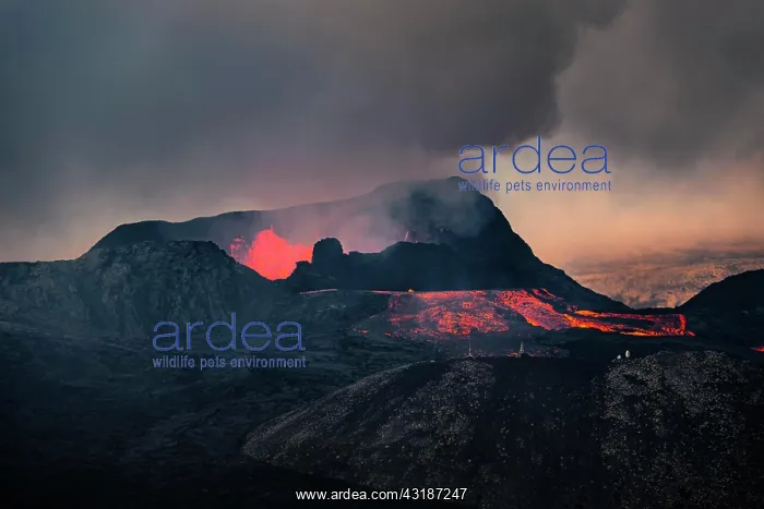 : Erupting volcano with lava fountains and lava field : Erupting volcano with lava fountains and lava field