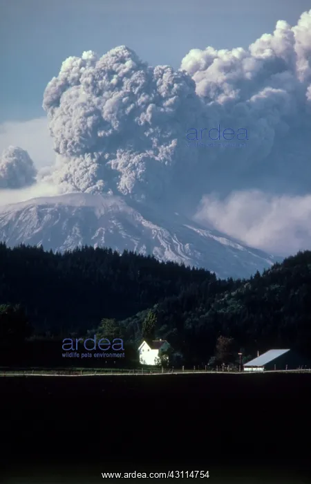 : Eruption of Mount St. Helens : Eruption of Mount St. Helens