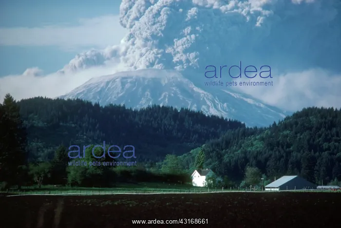 : Eruption of Mount St. Helens : Eruption of Mount St. Helens