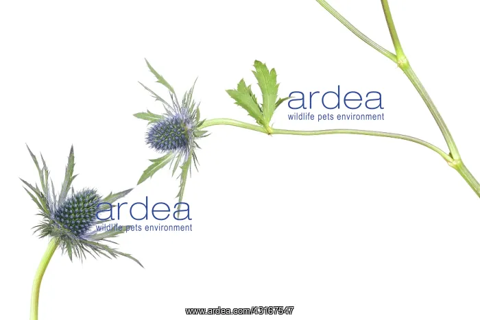 : Eryngo (Eryngium sp) against a white background, The Netherlands : Eryngo (Eryngium sp) against a white background, The Netherlands