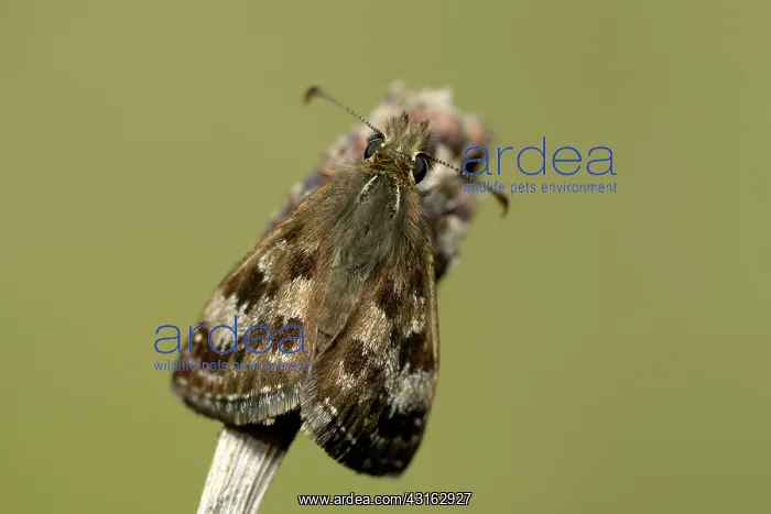 : Erynnis tages : Erynnis tages