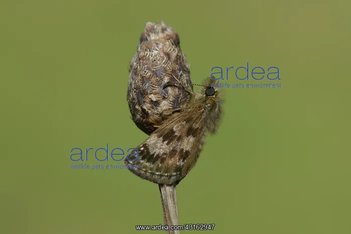 : Erynnis tages : Erynnis tages