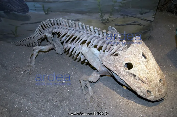 : Eryops Skeleton : Eryops Skeleton