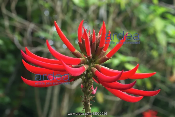 : Erythrina speciosa : Erythrina speciosa