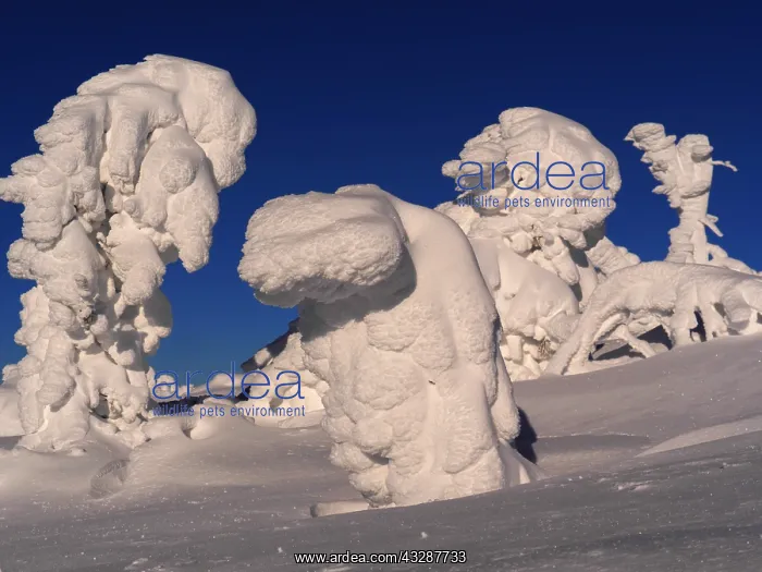: Erzgebirge-snow covered trees at the Fichtelberg : Erzgebirge-snow covered trees at the Fichtelberg