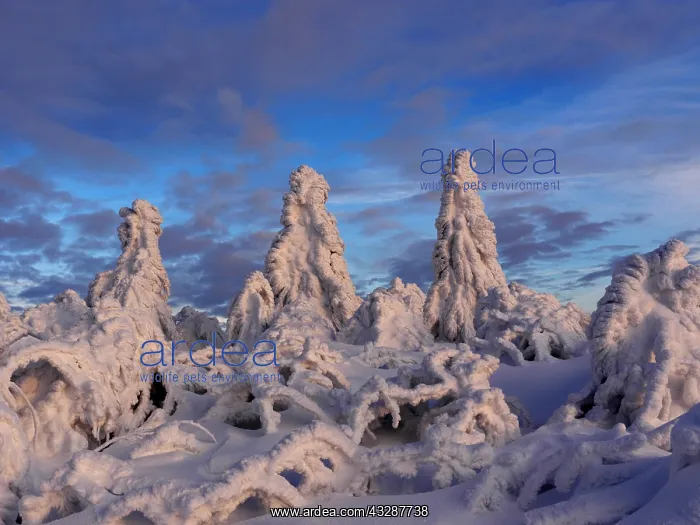 : Erzgebirge-snow covered trees at the Fichtelberg : Erzgebirge-snow covered trees at the Fichtelberg